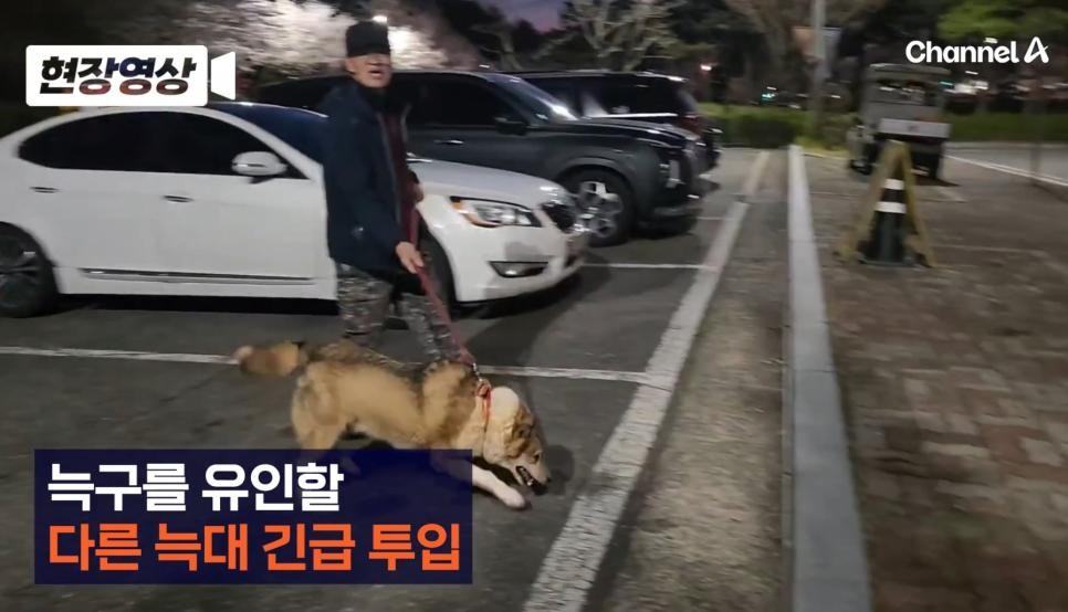 SPORTS SOS | 대전오월드 탈출한 늑구 찾으러 나온 암컷 늑대.gif [속보]