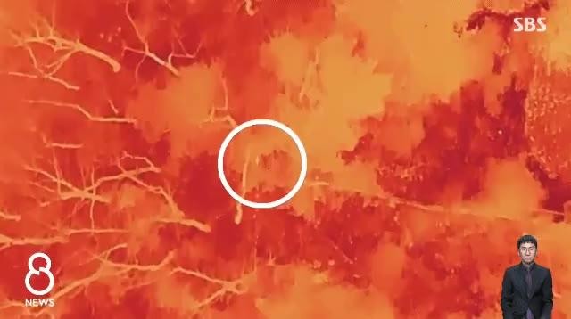 SPORTS SOS | 열화상 카메라에 잡힌 동물원 탈출 늑대 배터리 교체로 놓침 [속보]