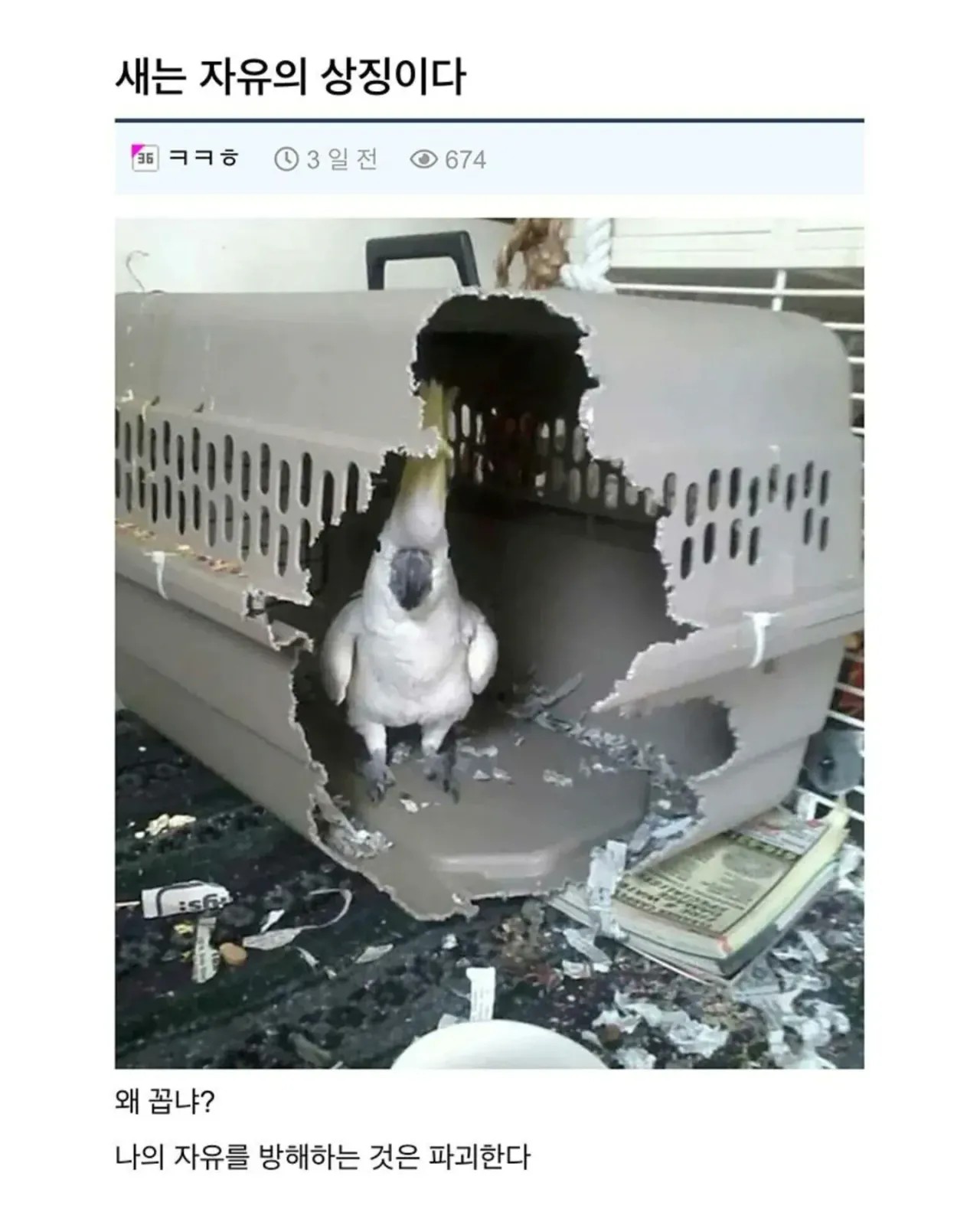 SPORTS SOS | 새는 자유의 상징이다 확인 필수