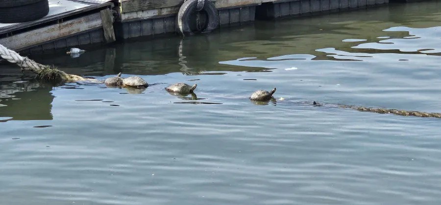 SPORTS SOS | 오늘자 한강에 나타난 동물 정보