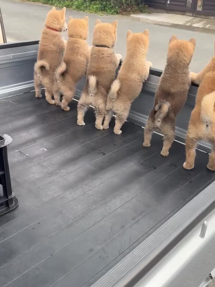 SPORTS SOS | 새끼 시바견들