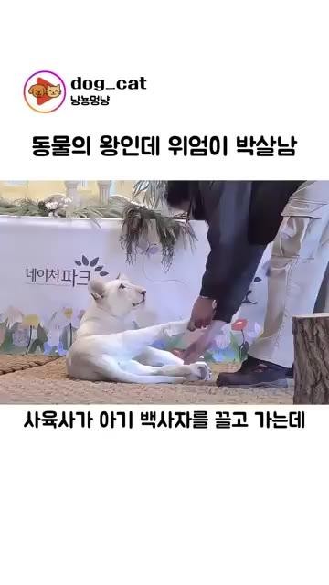 SPORTS SOS | 아니 시발 집사야 이게 무슨 짓이냐 ㅋㅋㅋ (필독)