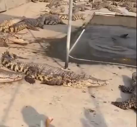 SPORTS SOS | 친구 다이어트 도와주는 악어.gif (필독)