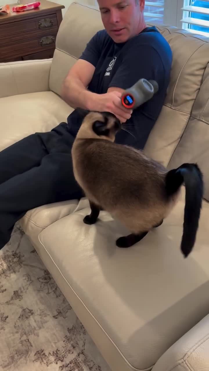 SPORTS SOS | 극락가는 샴고양이