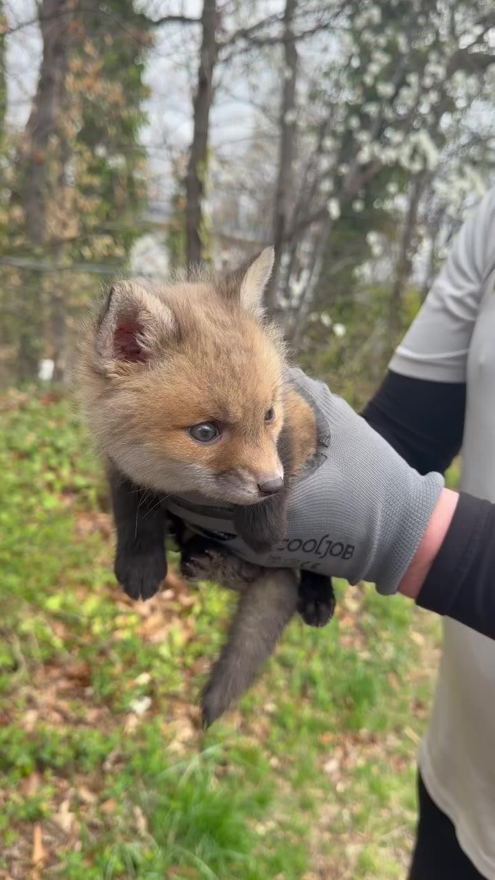 SPORTS SOS | 길에서 주운 새끼여우 (필독)