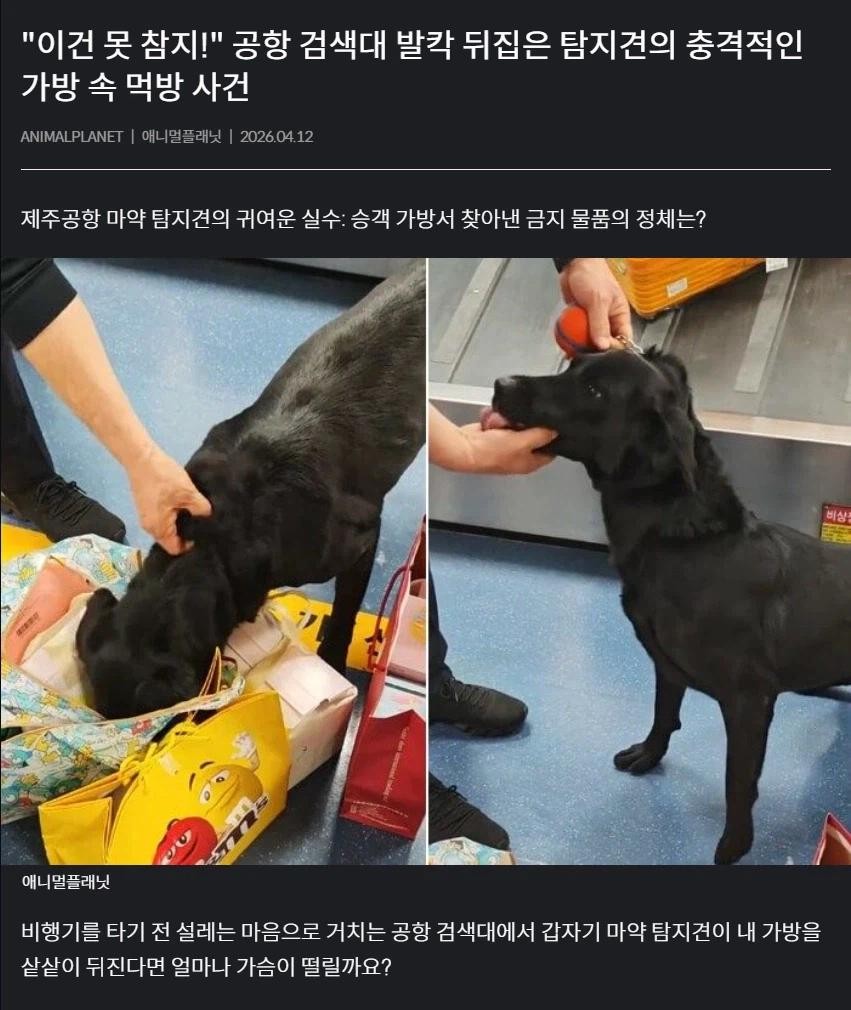 SPORTS SOS | 마약 탐지견 때문에 뒤집어진 제주 공항 (필독)