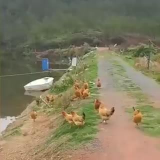 SPORTS SOS | 플라잉 치킨 [속보]