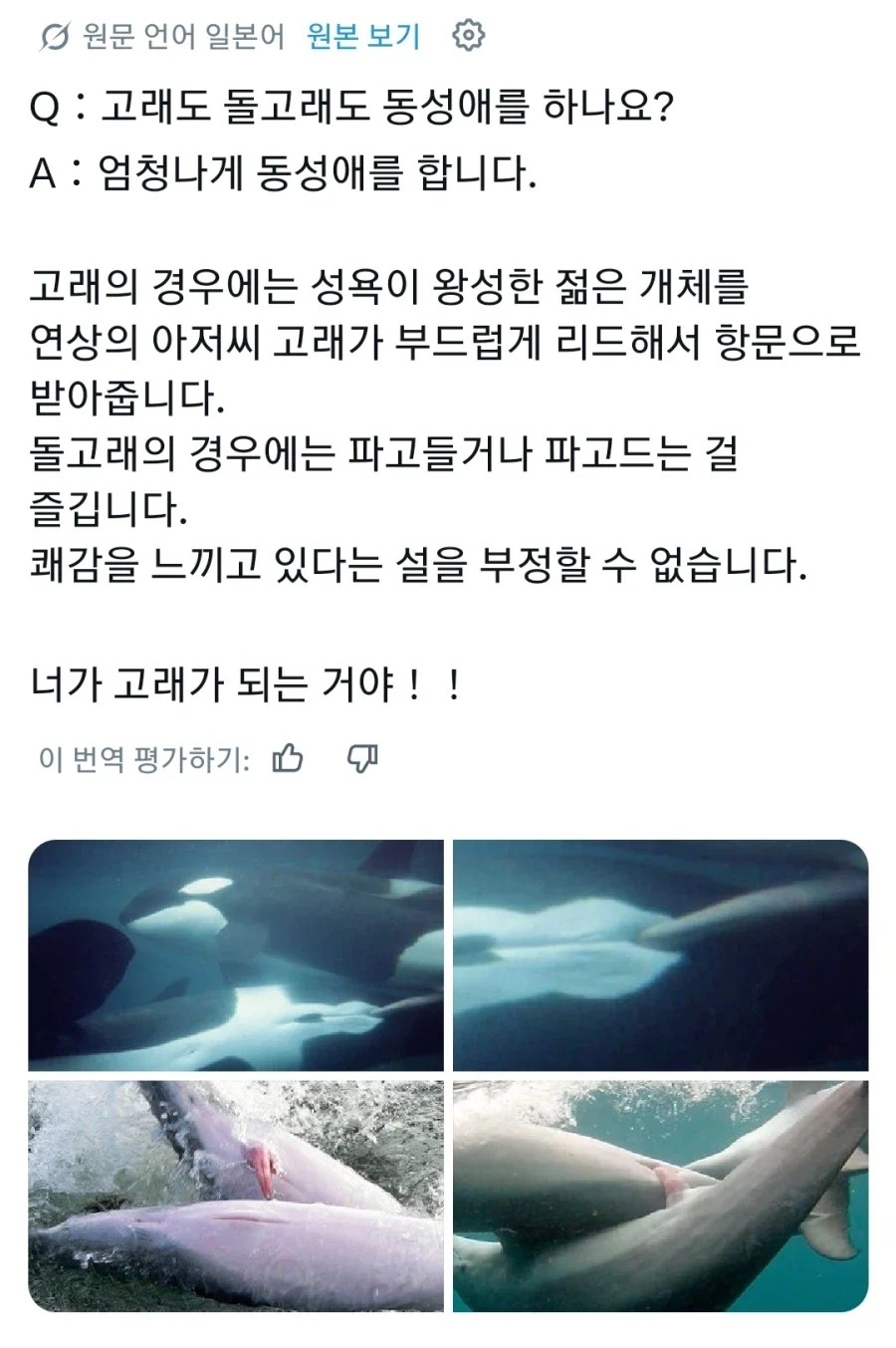 SPORTS SOS | 고래도 와카슈도를 하나요? 정보
