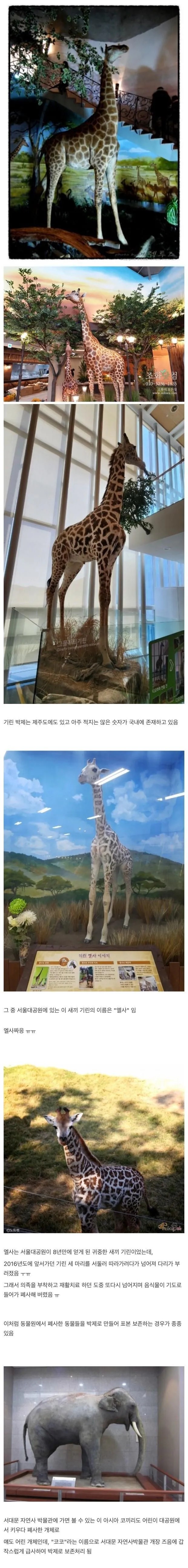 SPORTS SOS | 국내에서 소멸되고 있다는 박제 기술 [속보]