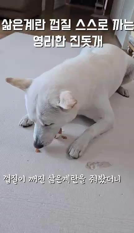 SPORTS SOS | 삶은계란 껍질 까먹는 진돗개 [속보]