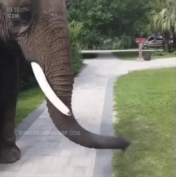 SPORTS SOS | 코끼리 아저씨는 코가 손이래.gif 확인 필수