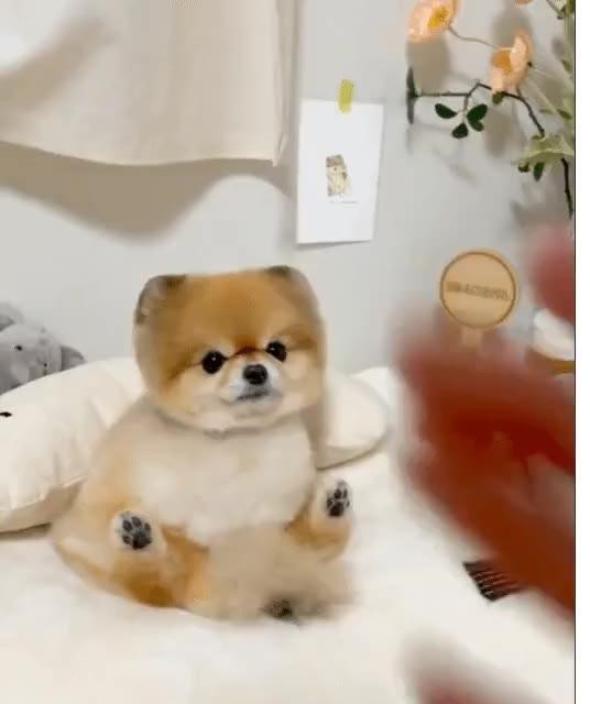 SPORTS SOS | 강아지한테 손 달라고 했더니 (필독)