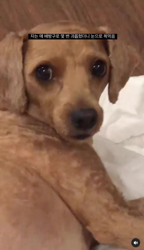 SPORTS SOS | 배방구로 몇 번 괴롭혔더니 눈으로 욕먹음.gif