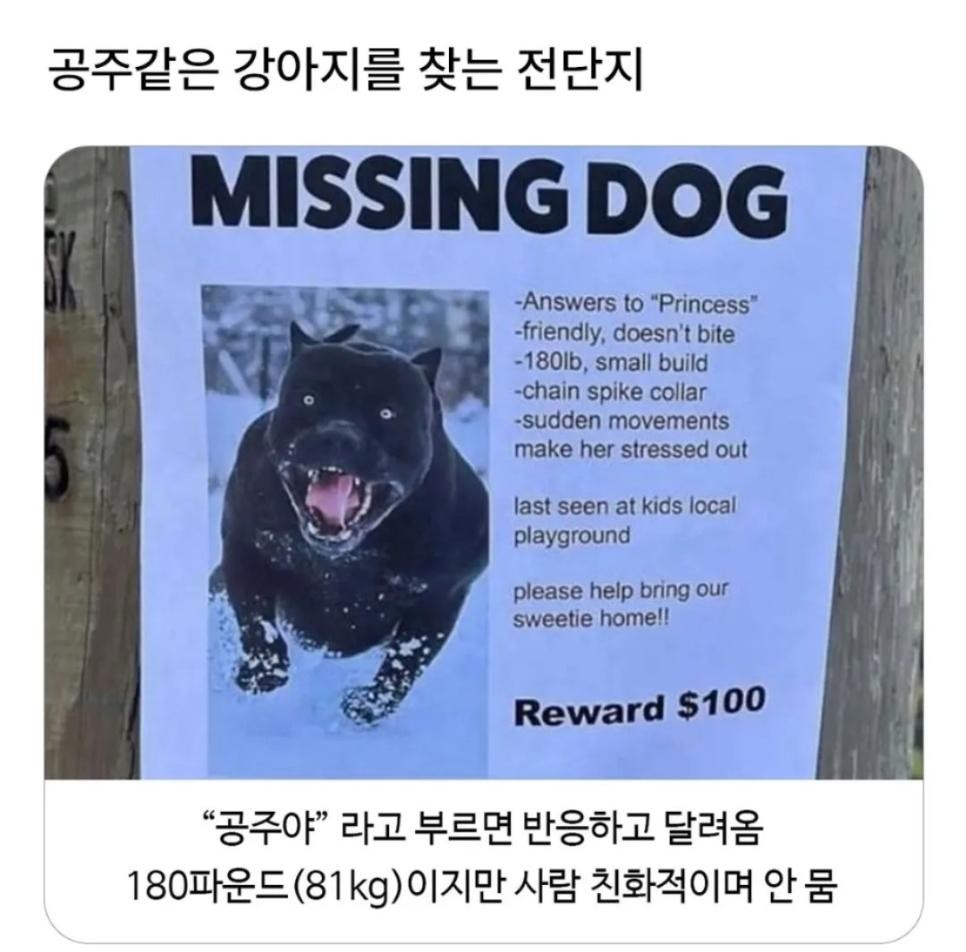 SPORTS SOS | 공주 같은 강아지 찾는다는 전단지 확인 필수