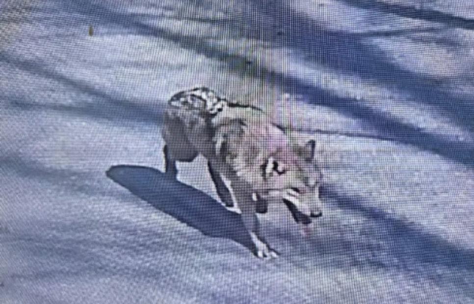 SPORTS SOS | 대전 탈출 늑대 탈출 경로 ㄷㄷ 확인 필수