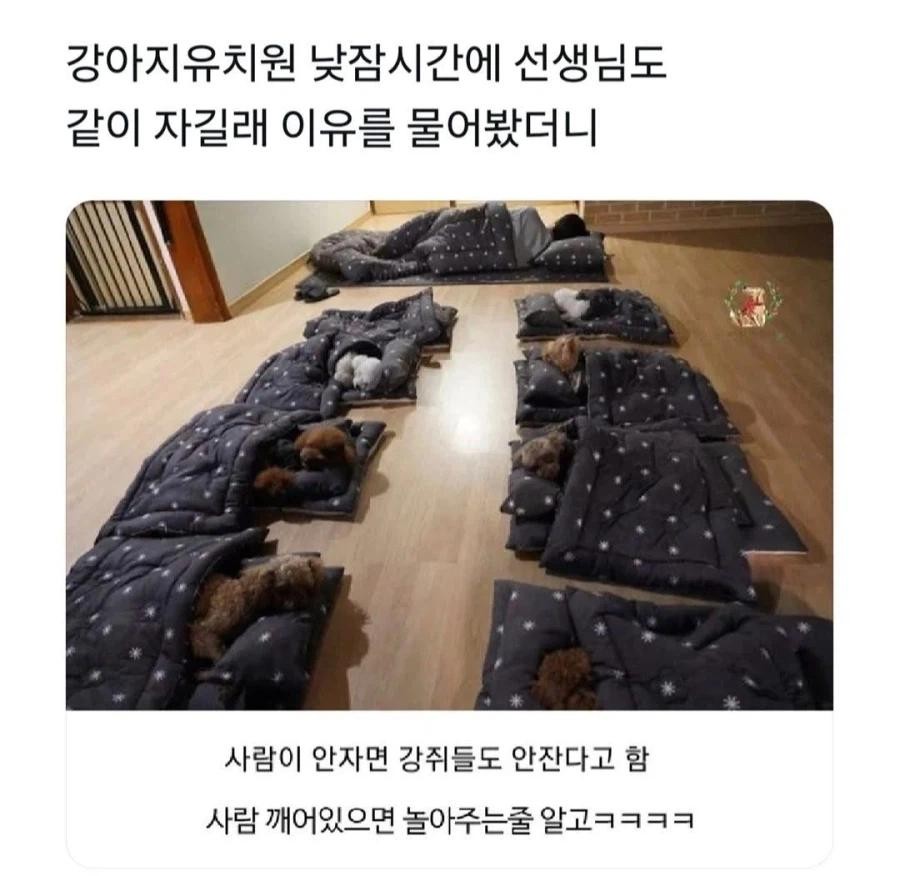 SPORTS SOS | 강아지 유치원 낮잠시간에 선생님도 같이 자는 이유 정보