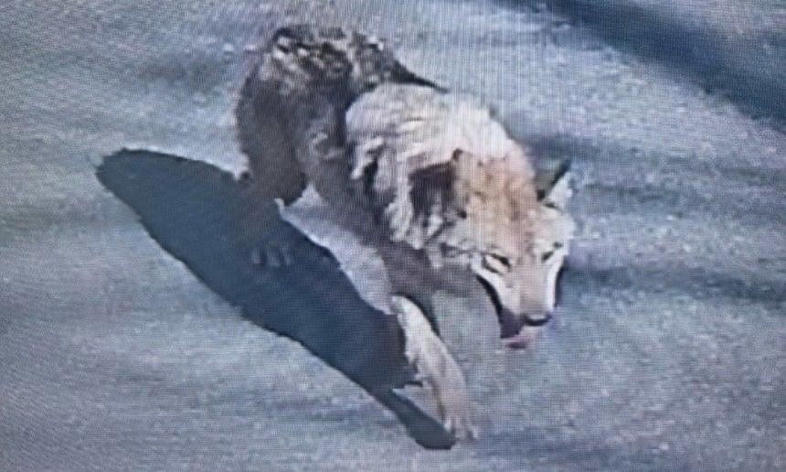 SPORTS SOS | 대전 탈출늑대 사진보는대 정보