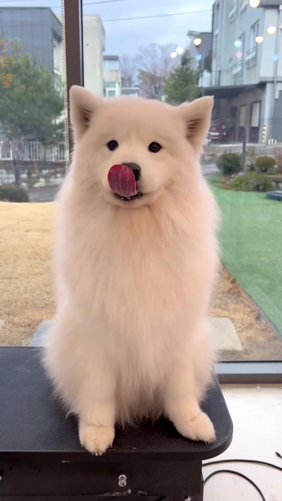 SPORTS SOS | 심장주의)털 정리한 사모예드 [속보]