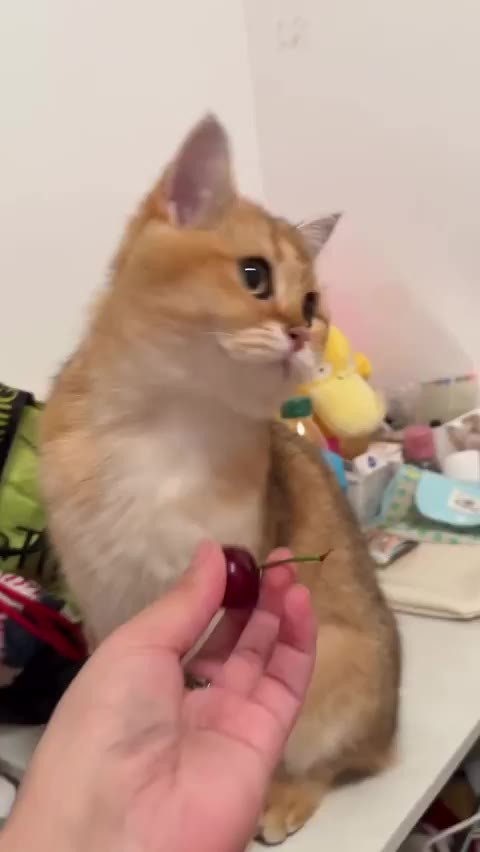 SPORTS SOS | 고양이: 체리 안먹어 안먹어 안먹어 🍒