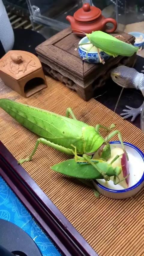 SPORTS SOS | 사과 먹는 여치 (필독)