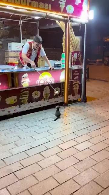 SPORTS SOS | 고양이에게도 가차없는 터키의 아이스크림 정보