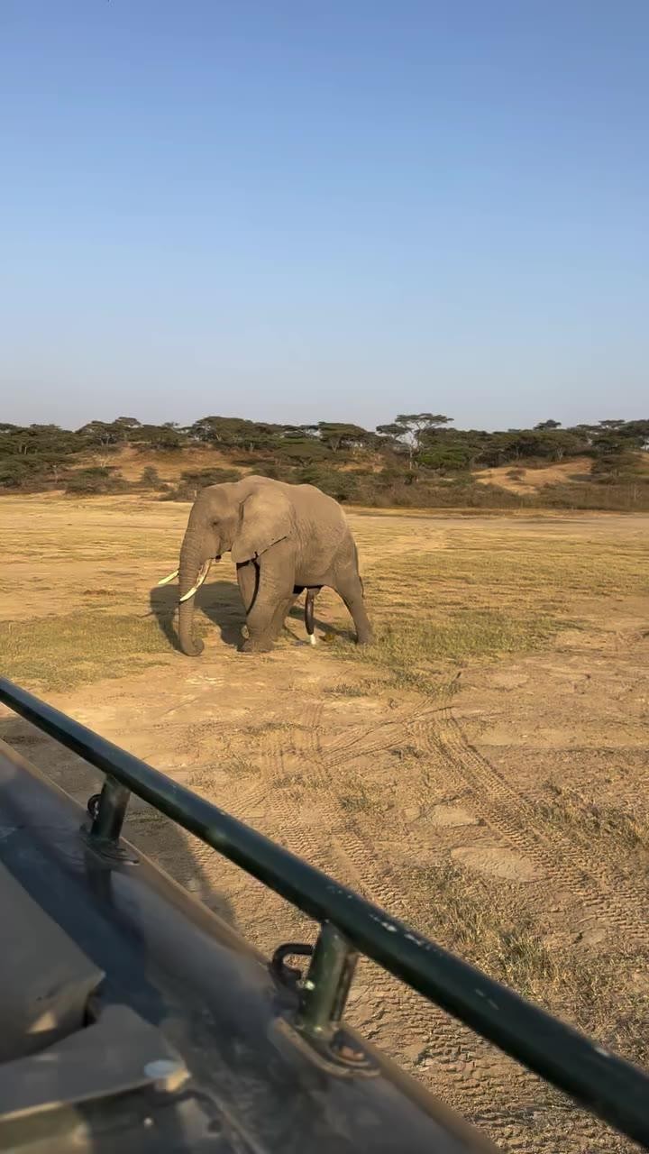 SPORTS SOS | 똥싸면서 오줌 싸는 코끼리 정보