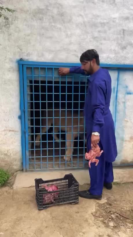 SPORTS SOS | 사자밥 될뻔한 사육사 정보