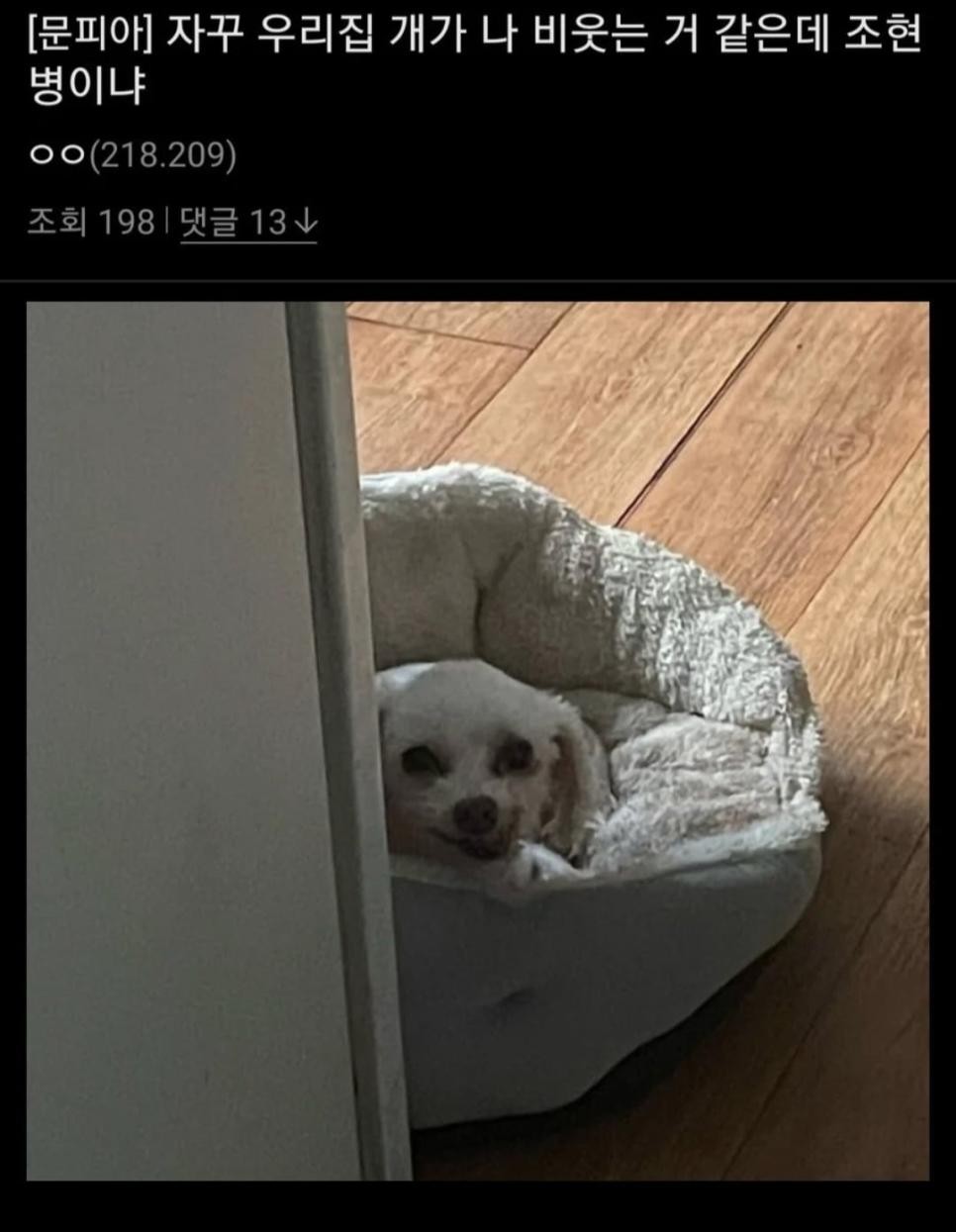 SPORTS SOS | 강아지가 자신을 비웃는다는 조현병환자 정보