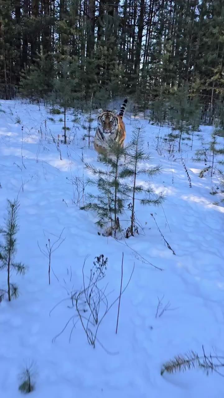 SPORTS SOS | 무섭게 달려와서 애교 부리는 큰고양이 (필독)