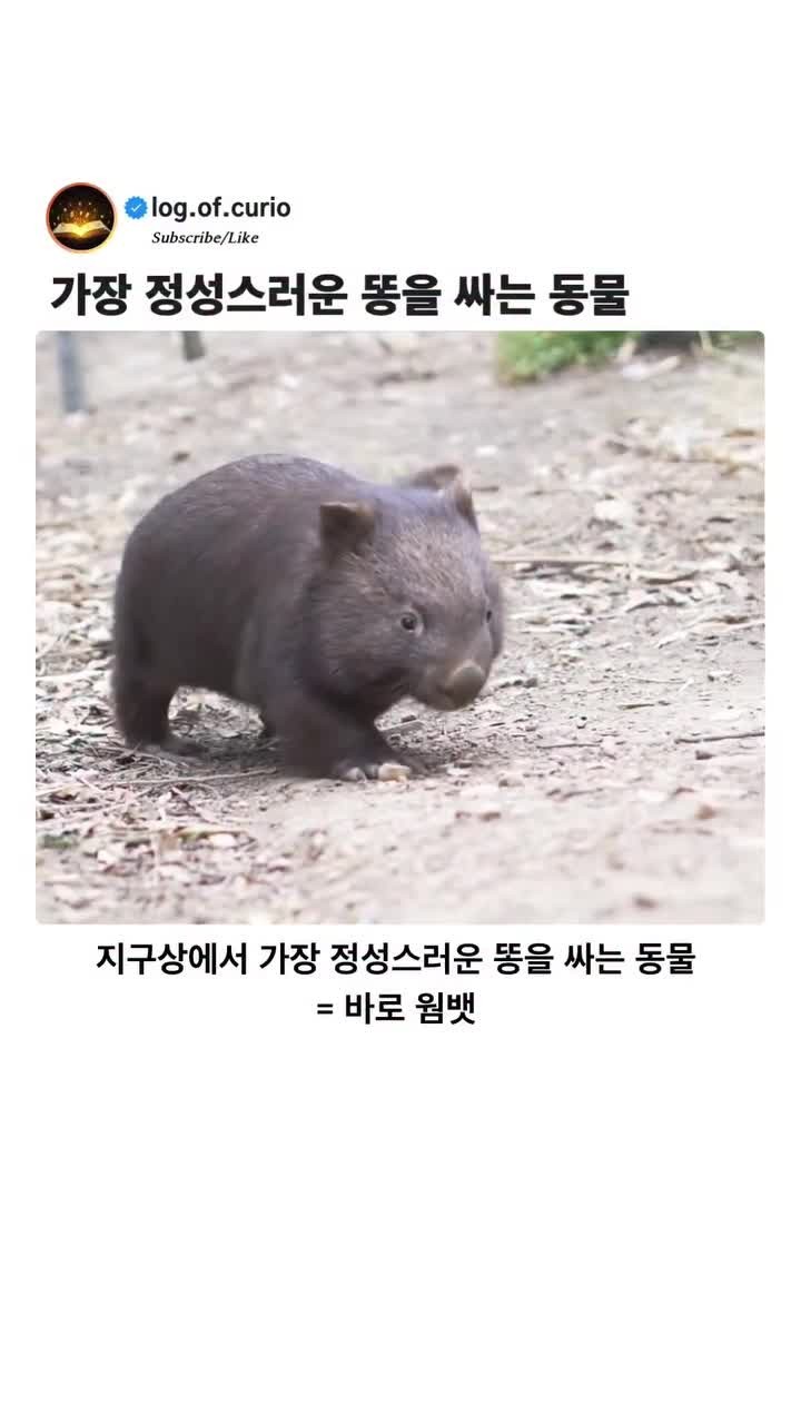 SPORTS SOS | 가장 정성스럽게 똥을 싸는 동물 웜뱃 [속보]