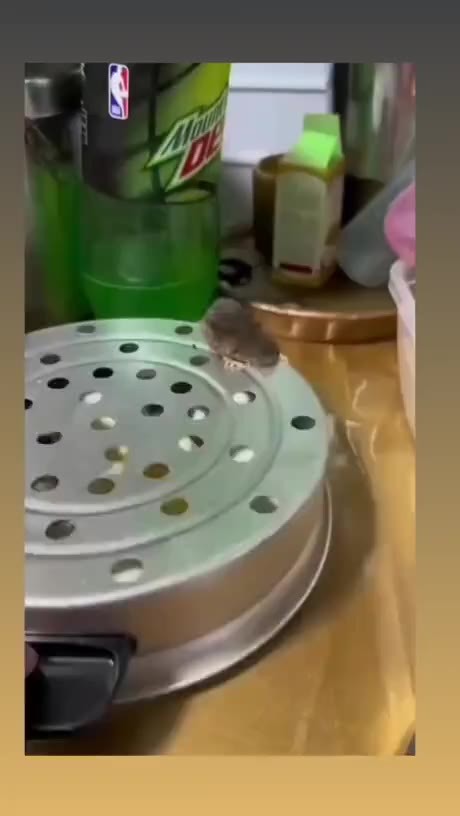 SPORTS SOS | ㅈ됨을 직감한 쥐.mp4 (필독)