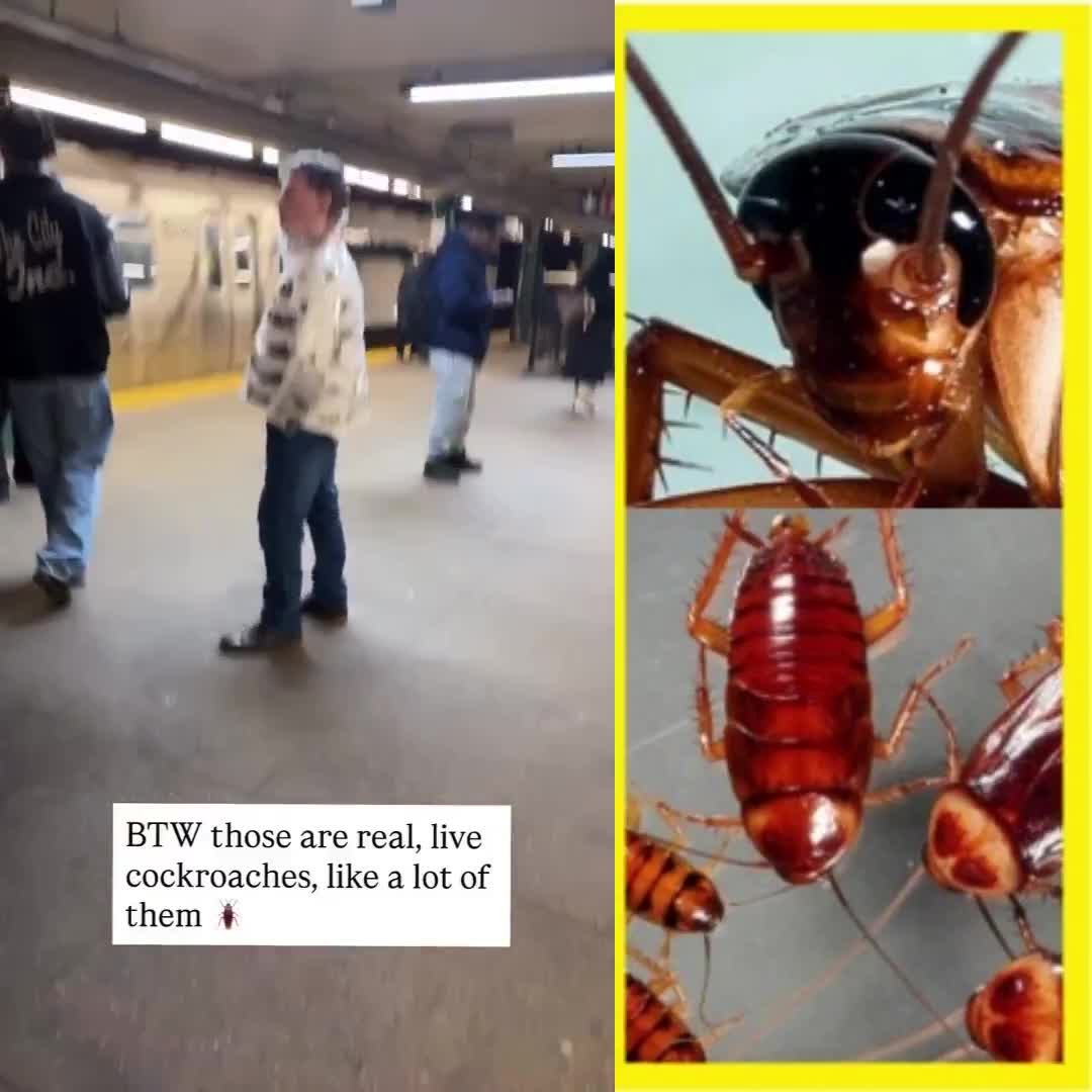 SPORTS SOS | 진짜 살아있는 바잠 (필독)