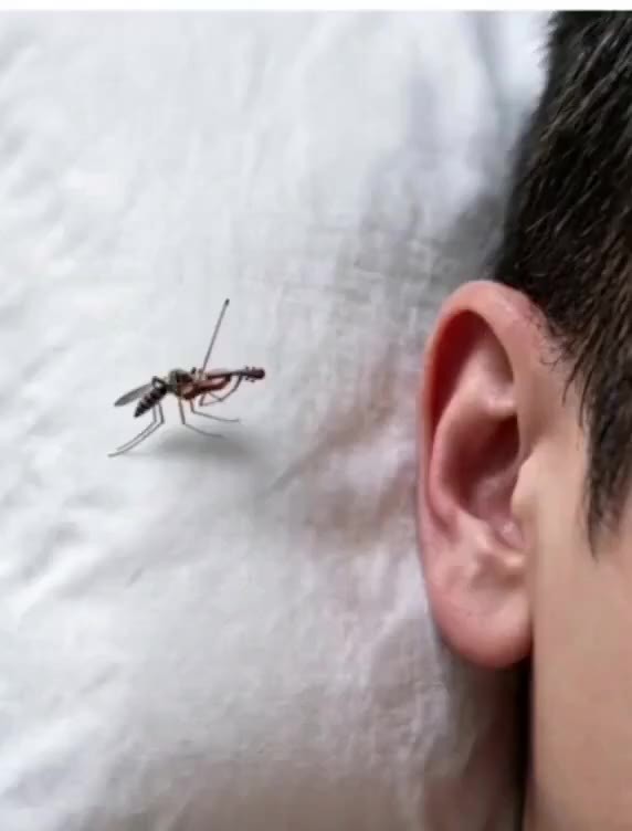 SPORTS SOS | 곧 시작될 여름철 죽음의 현악기.gif 정보