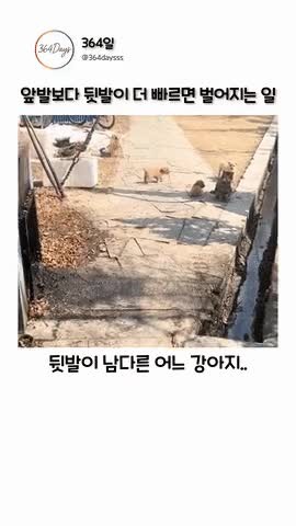 SPORTS SOS | 앞발보다 뒷발이 더 빠르면 벌어지는 일