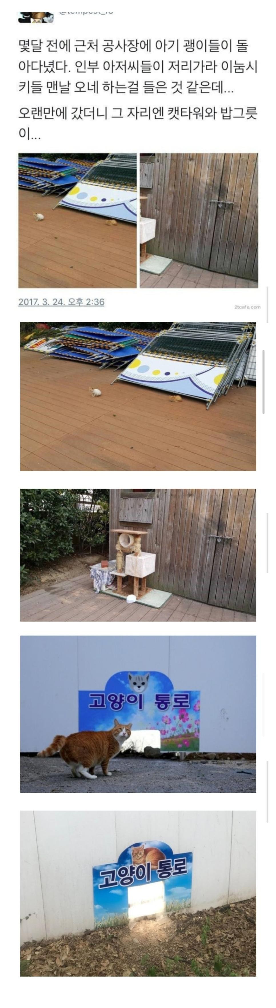 SPORTS SOS | 공사장에 고양이가 돌아다녀 화가난 아재들 (필독)