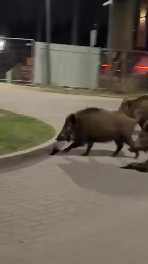 SPORTS SOS | 의외로 멧돼지들이 무서워하는 거 확인 필수