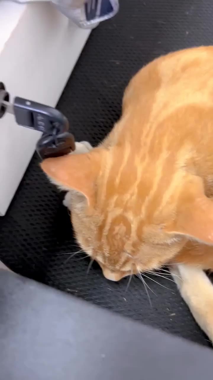 SPORTS SOS | 고양이 귀 파닥파닥.mp4 [속보]