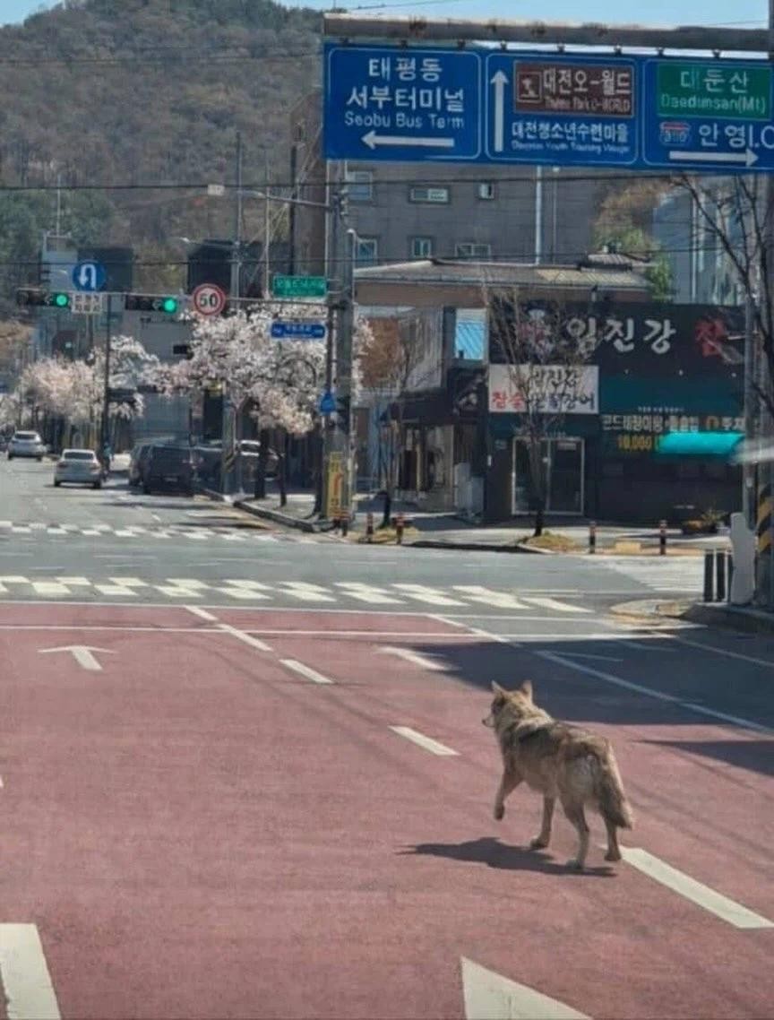 SPORTS SOS | 대전 늑대 근황.jpg