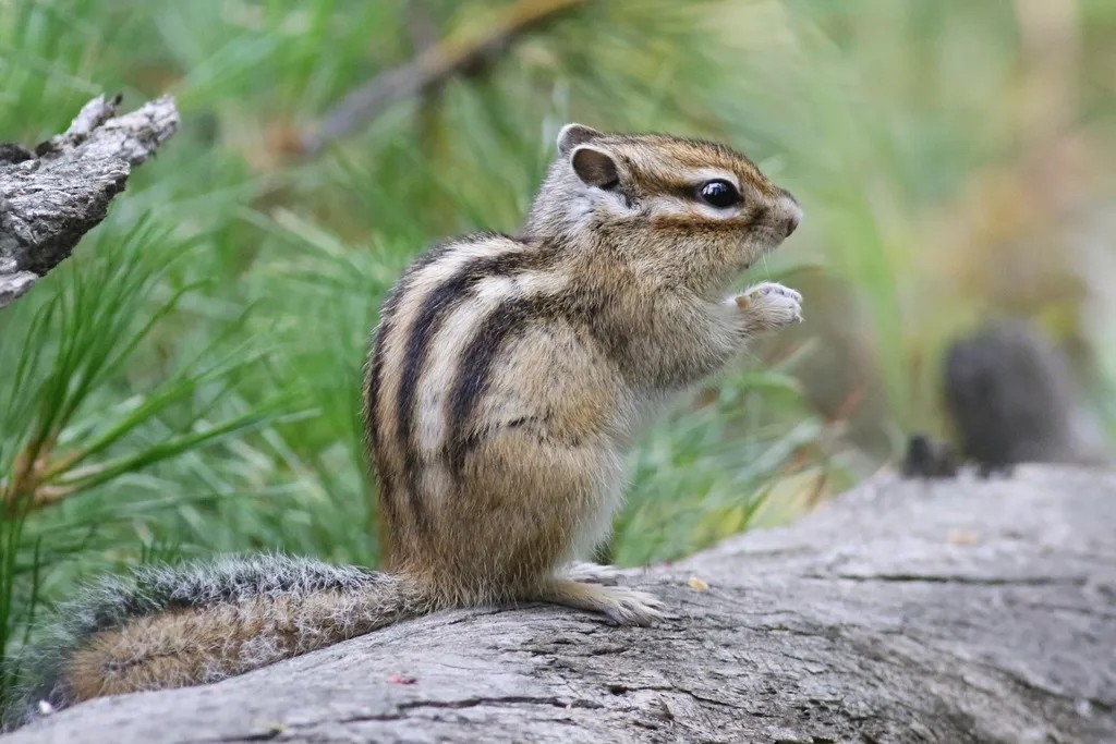 SPORTS SOS | 군대에서 다람쥐 사냥으로 돈 벌었던 썰 정보