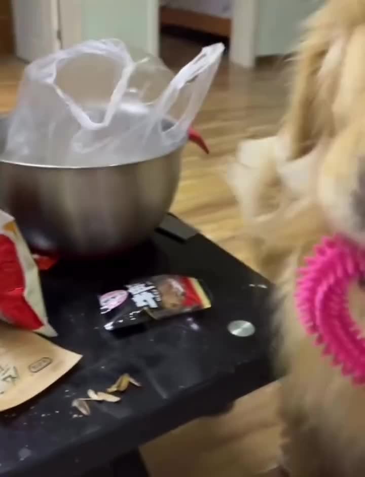 SPORTS SOS | 오버드라이브 앙탈 챌린지 하는 댕댕이