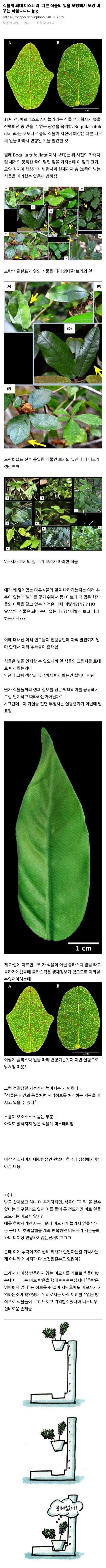 SPORTS SOS | 식물계 최대 미스터리라는 식물 정보