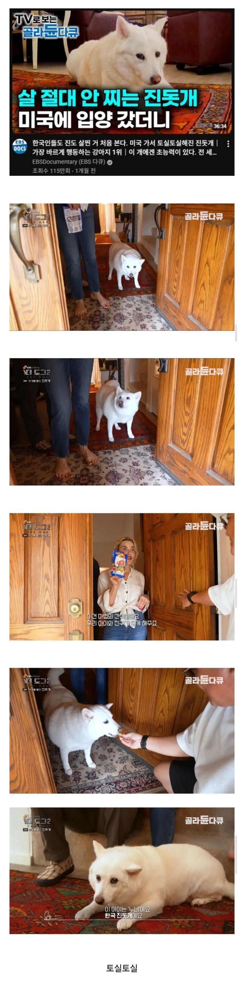 SPORTS SOS | 미국간 진돗개 근황 (필독)