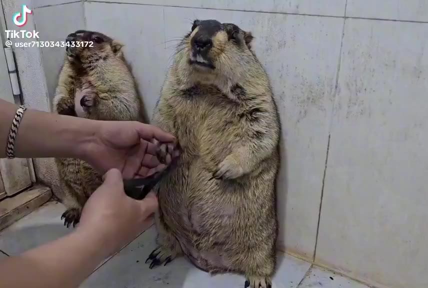 SPORTS SOS | 옆에서 발톱 다듬는데 자기가 소스라치네 ㅋㅋ [속보]