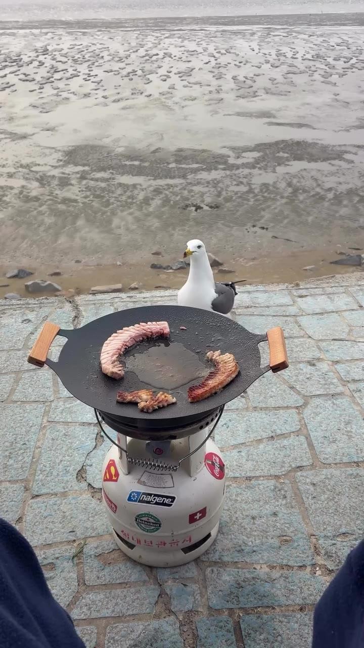 SPORTS SOS | 삼겹살 물고가는 갈매기 확인 필수