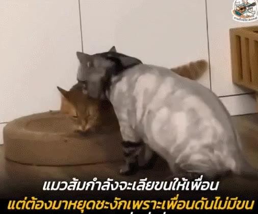 SPORTS SOS | 친구 털 핥아줄려고 했는데 당황한 고양이 확인 필수