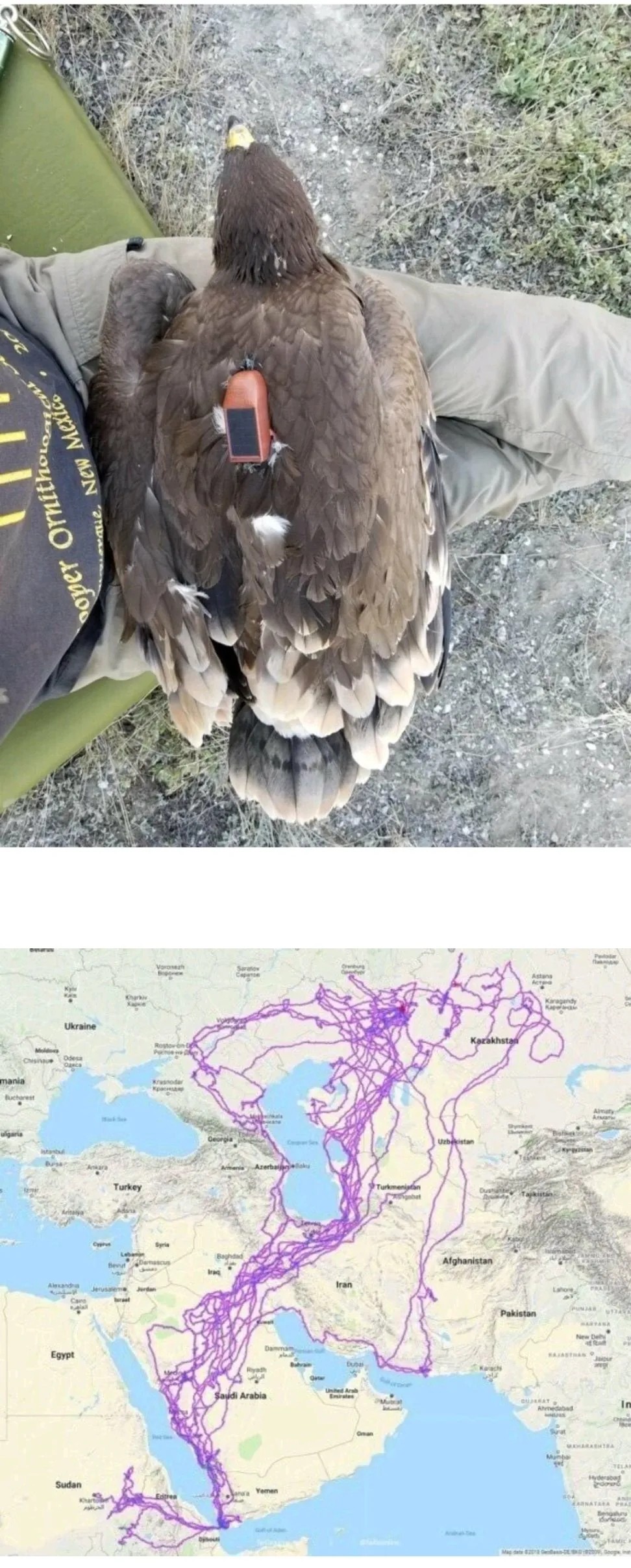 SPORTS SOS | 야생독수리한테 GPS붙인 결과 (필독)