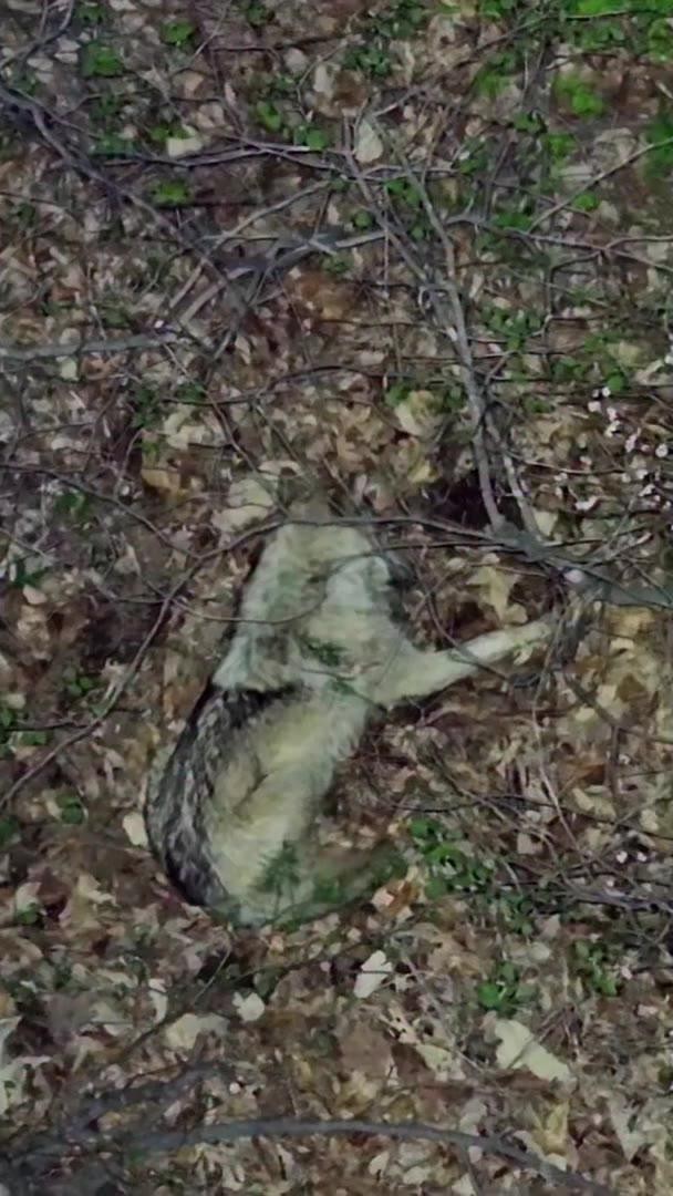 SPORTS SOS | 오늘자 발견된 잠자는 늑구 mp4 [속보]