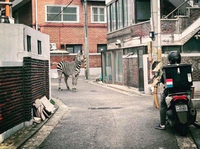 SPORTS SOS | AI같은 사진