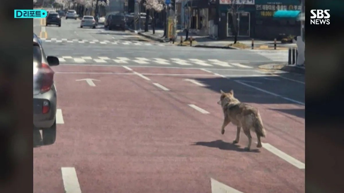 SPORTS SOS | 전부 AI 조작이었던 늑구 목격 사진 [속보]