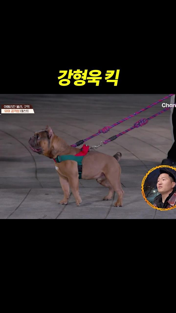 SPORTS SOS | 강형욱 킥 날리면 성난 강아지가 멈춤 확인 필수